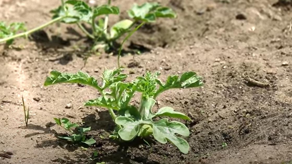 Ростки арбуза в саду