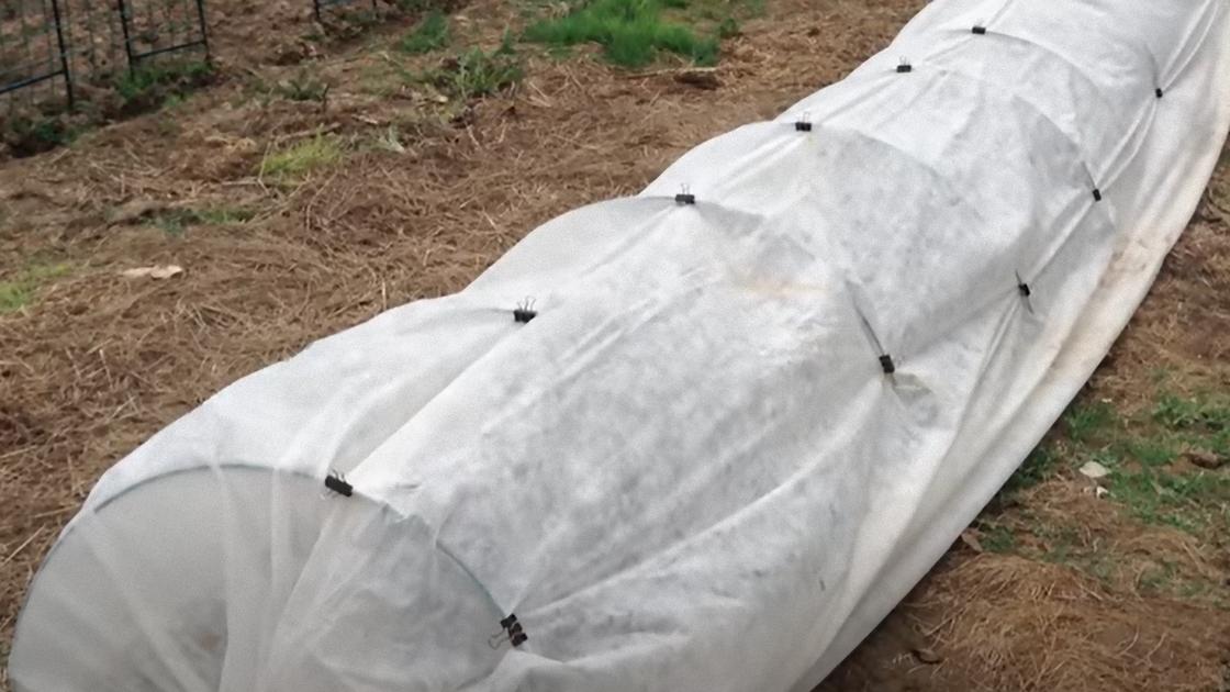 Грядки обтянуты агроволокном по аркам
