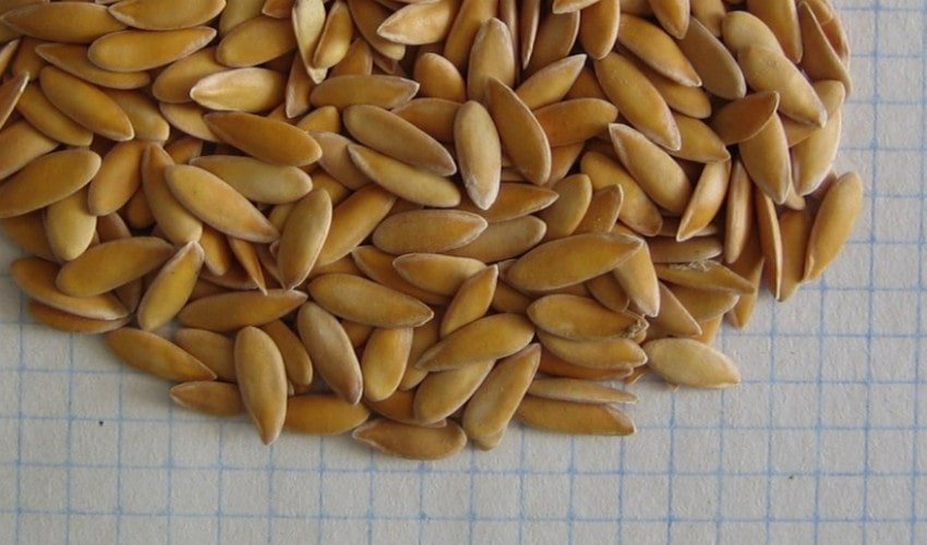 Семена дыни