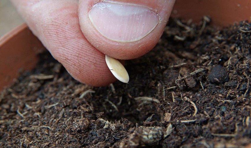 Плантация дыни