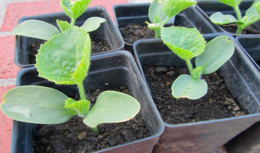 Рассада дыни