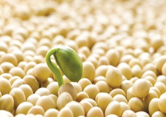 Как правильно собрать семена дыни для посадки