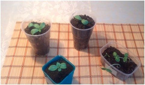 как сажать дыню на рассаду в домашних условиях