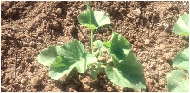 как сажать дыню на рассаду в домашних условиях