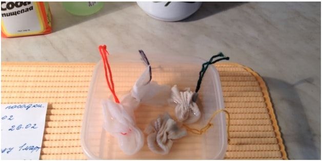 как сажать дыню на рассаду в домашних условиях