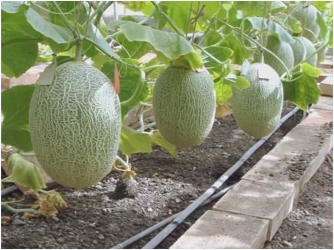 как сажать дыню на рассаду в домашних условиях