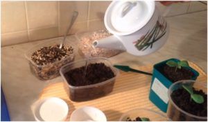 как сажать дыню на рассаду в домашних условиях