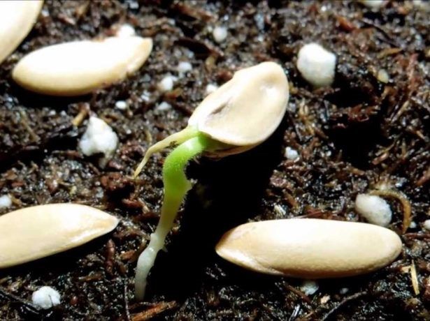 семена дыни как сажать