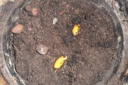 Плантация дыни