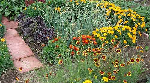 бархатцы в саду