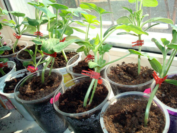 Удачная прививка дыни на тыкву