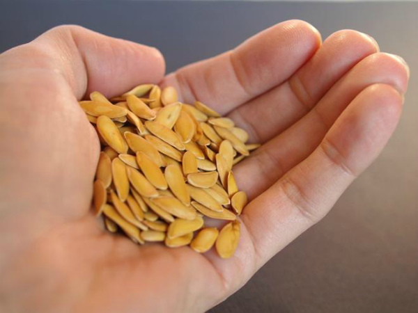 Сушеные семена дыни готовы к хранению