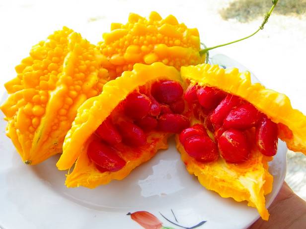 момордика дыня