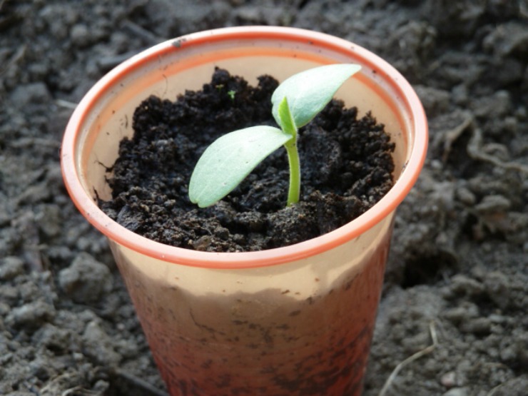 саженцы дыни