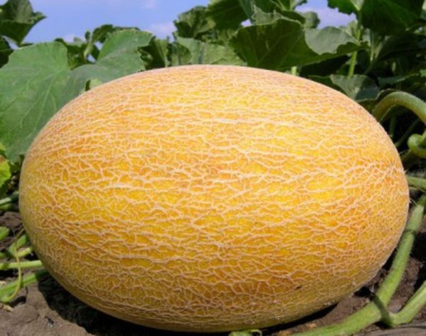 Средняя урожайность сказочных дынь составляет около 3 кг / 1 м²