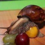 что едят улитки