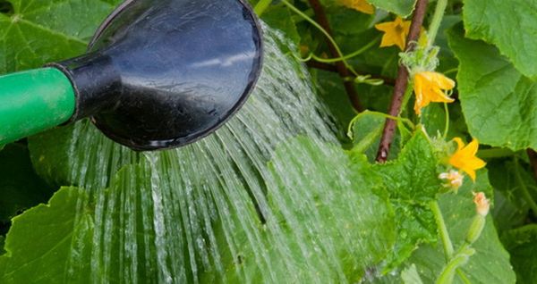 Полив должен быть умеренным