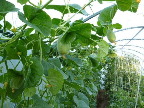 Завязи будущих дынь на тепличных кустах