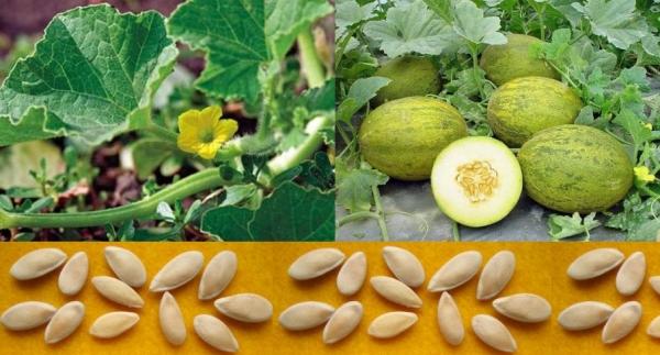 выращивание дыни