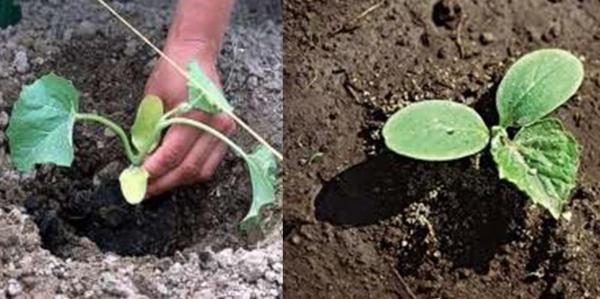 выращивание дыни