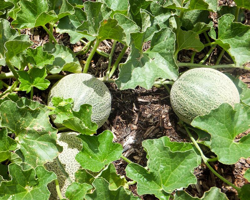 выращивание дыни