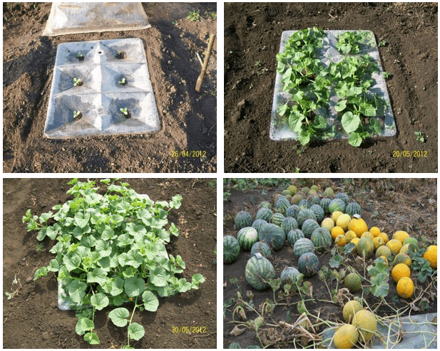 выращивание дыни