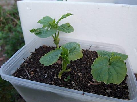 саженцы дыни