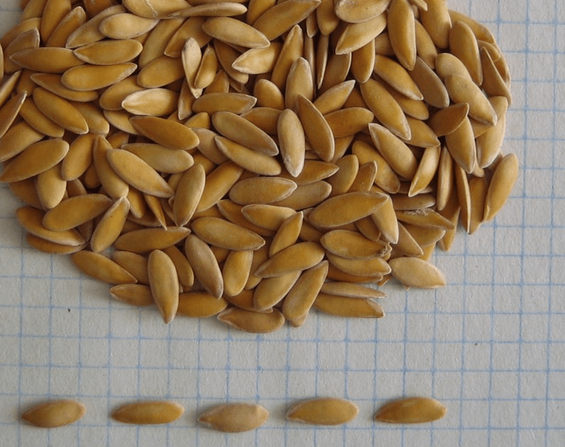 семена дыни