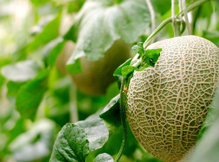 выращивание дыни