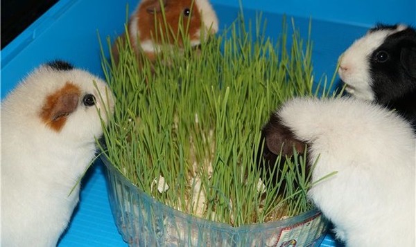 Когда еда приносит радость