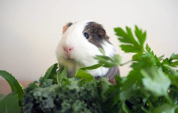 Комнатные цветы - запретное удовольствие для животных