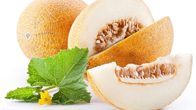 Дыня - это ягода, фрукт или овощ