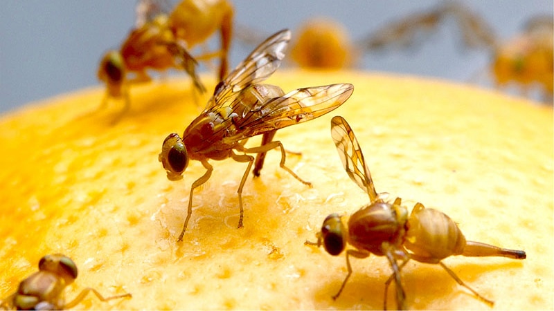 Раннеспелая желтая дыня