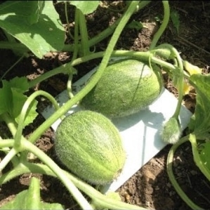 Раннеспелая желтая дыня