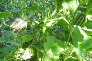 Вьетнамская дыня (молоко): отзывы, фото, урожай, правила выращивания