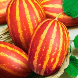 Вьетнамская дыня (молоко): отзывы, фото, урожай, правила выращивания