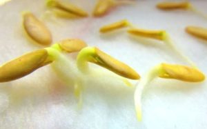 Вьетнамская дыня (молоко): отзывы, фото, урожай, правила выращивания