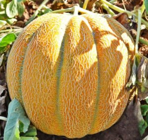 Дыня эфиопская: отзывы, описание сорта, фото, урожайность, выращивание