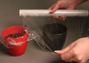 Вьетнамская дыня (молоко): отзывы, фото, урожай, правила выращивания