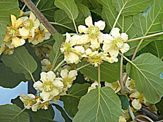 Женские цветы киви