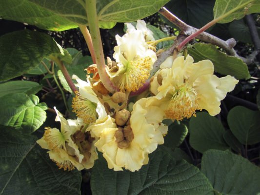 Мужские цветы киви