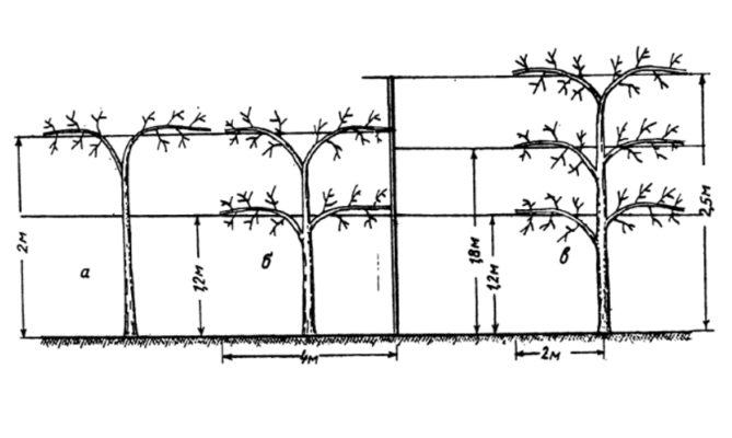 Формирование киви на подставке