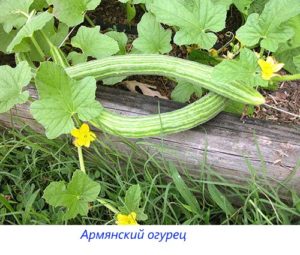 Разнообразие дынь с фото, названиями и описанием, оранжевые, желтые, очень сладкие, круглые, ранние