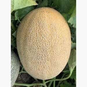 Любимый дачниками гибрид дыни