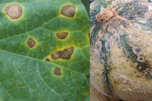 картинки дыни