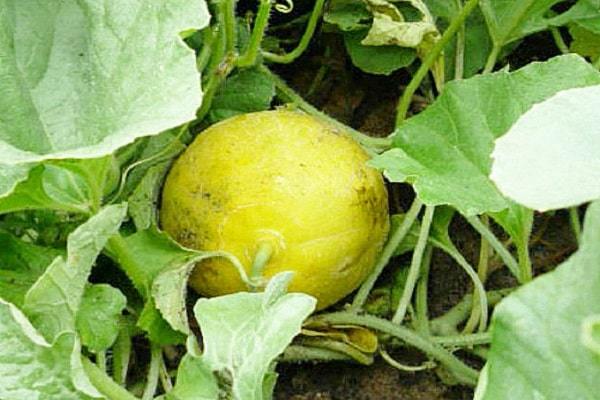 болезни дыни и их лечение