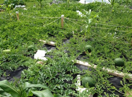 Арбузы в саду