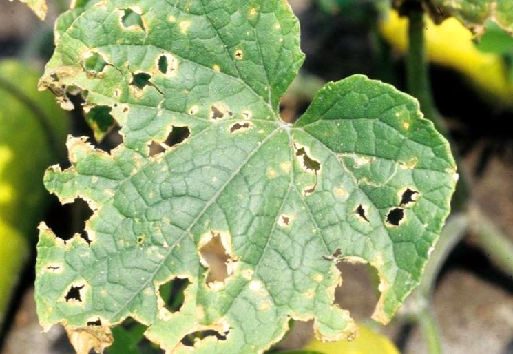 фото болезней дыни и паразитов