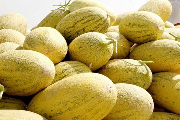 Выбери дыню - вкусно, сладко и полезно без нитратов