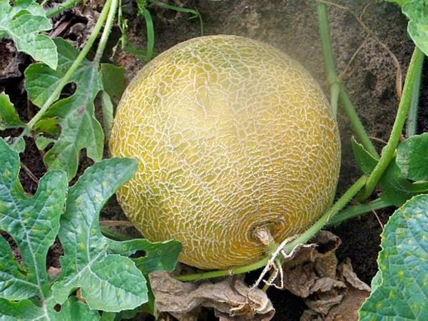 Дыня в саду